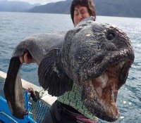 日本福岛核电站附近捕获大鱼 外形可怕